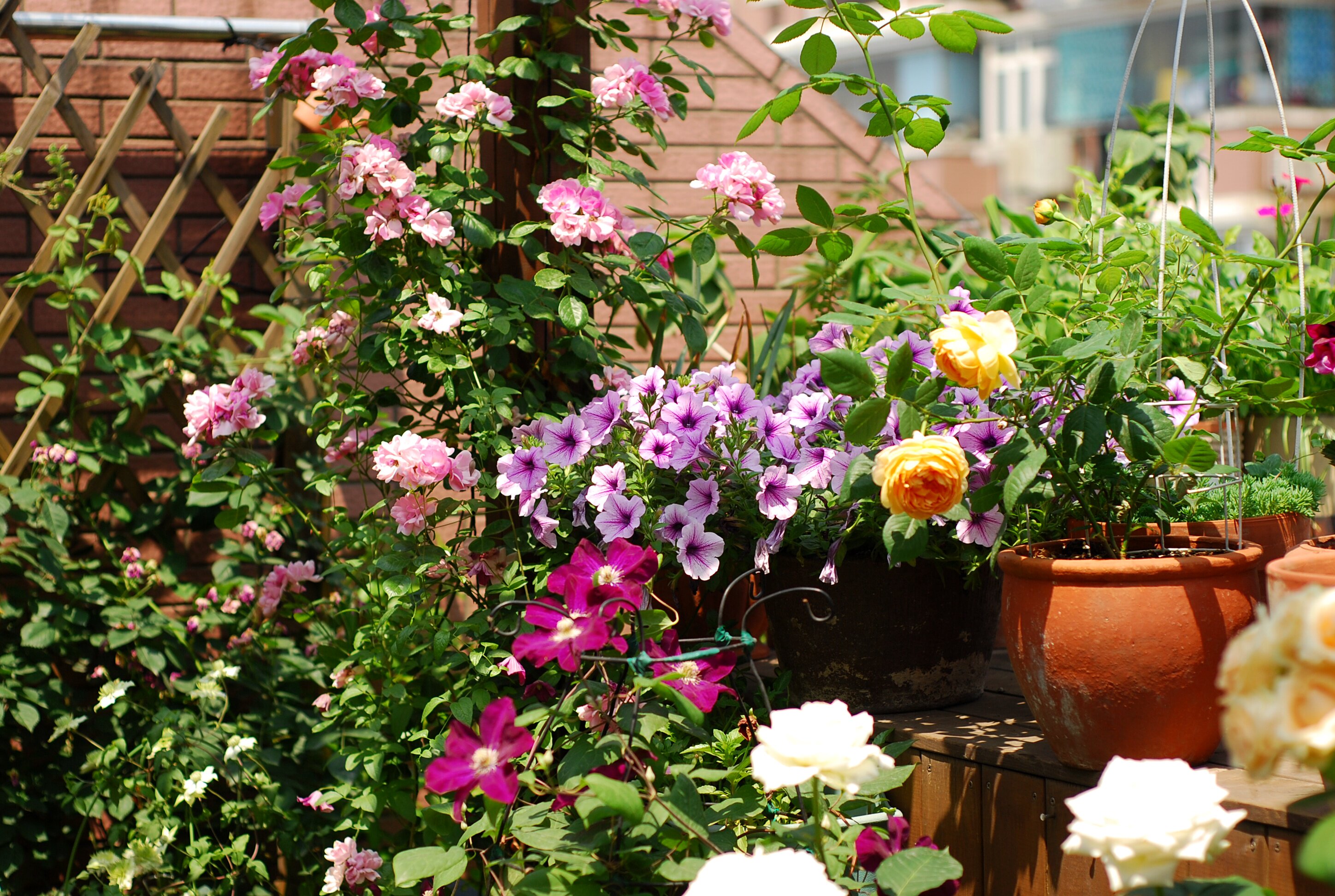 那个见证我园艺之路的露台