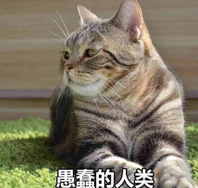 据说养几只办公室喵可以提高员工产能7
