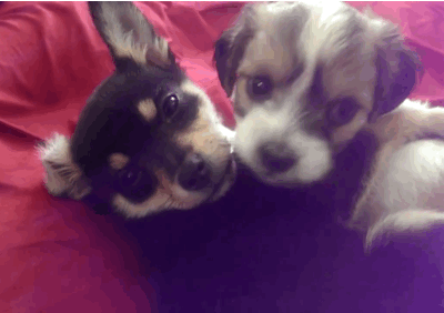 没想到狗狗并 没有理,反而转身放了一个屁,心疼柯基,原来 单身狗中