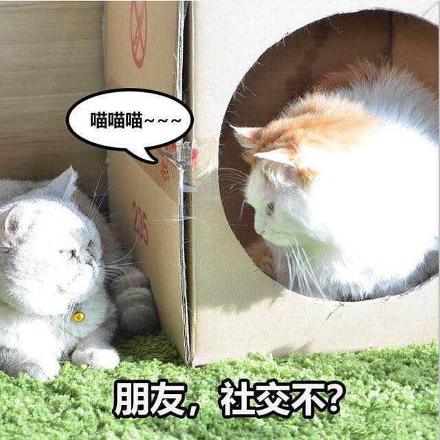 据说养几只办公室喵可以提高员工产能28