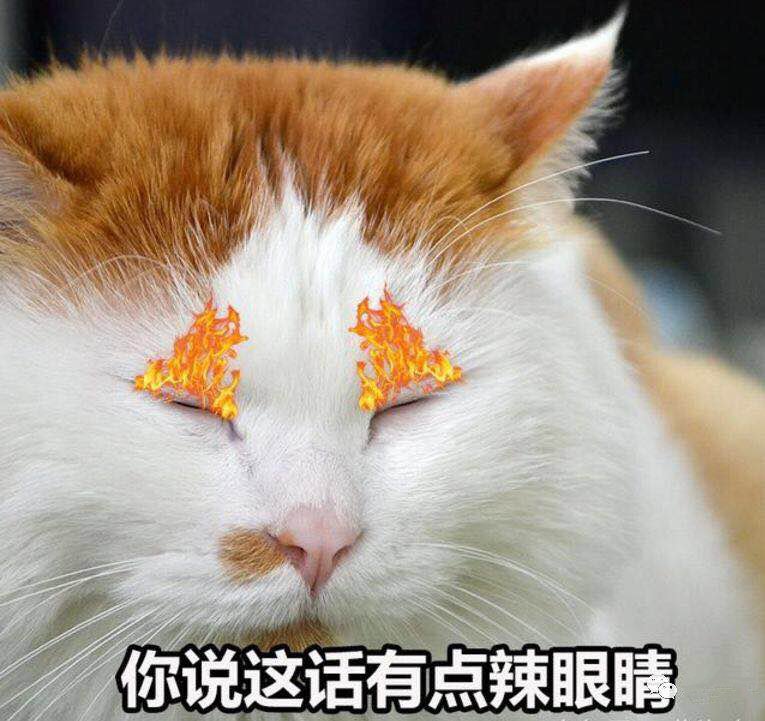 据说养几只办公室喵可以提高员工产能13