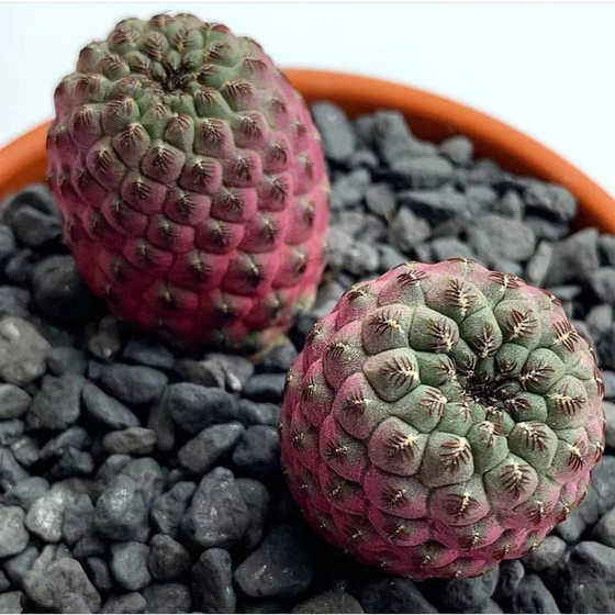 Ziliwan Cactus Lihua Ball Flowers Succulents Small potted indoor flowers anti-radiation purple flowers
Ziliwan Cactus Lihua Ball Flowers Succulents Small potted indoor flowers anti-radiation purple flowers