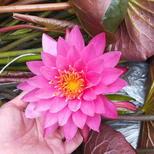 睡莲根块池塘睡莲花水培植物四季莲花盆栽水养花卉荷花大睡莲根茎