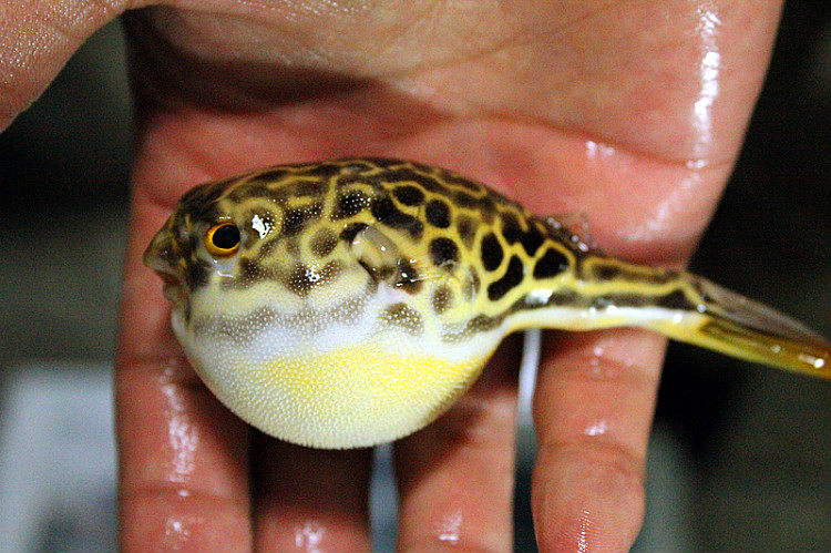 皇冠狗头淡水鱼河豚麒麟毛毛狗斑马狗头鱼红木瓜黄小胖鱼活体包邮