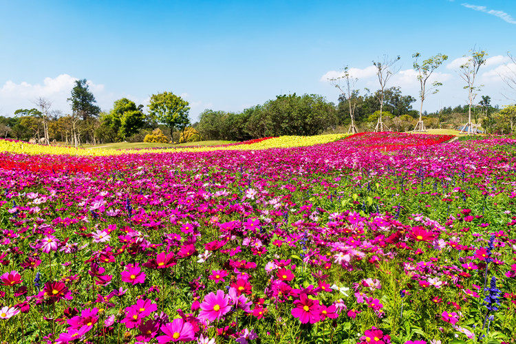 批发草花波斯菊花种格桑花四季开花野花组合花海景观量大优惠