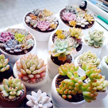 春芳多肉植物组合盆栽室内批发肉嘟嘟超萌多肉含盆土新手套餐包邮 春芳多肉植物组合盆栽室内批发肉嘟嘟超萌多肉含盆土新手套餐包邮