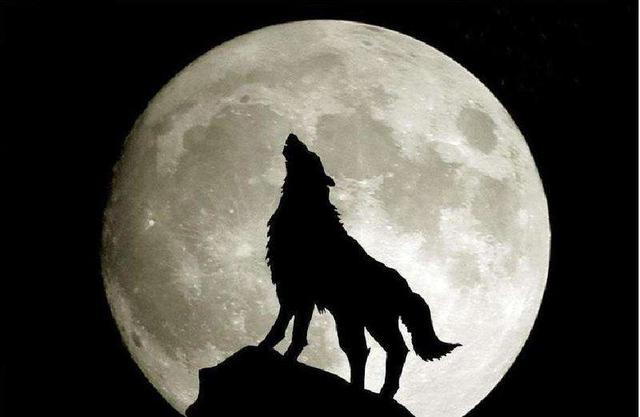 狗狗忽然学狼叫是在告诉你这5件事