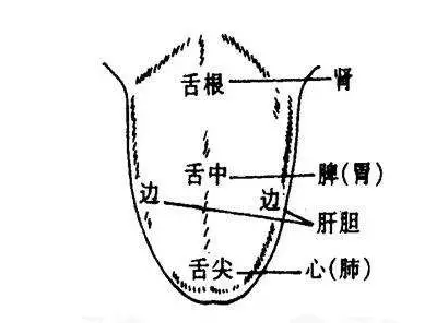 正常舌头颜色一定好看,一般是淡红色到浅粉红色.