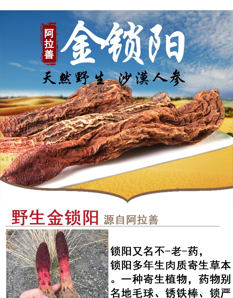 【赛汗戈壁】阿拉善金锁阳野生酒泡茶精滋补片粉500克包邮