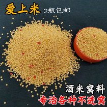 Wine Rice Bait Falls In Love With Rice Fishing With Crucian Carp Carp Traditional Chinese Herbal Medicine Grass Fish Crushed Corn Cohort Fishing Peoples Station