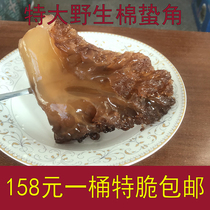 Jellyfish head wild cotton stung head extra crisp sand-free barrel jellyfish head five a barrel jellyfish head