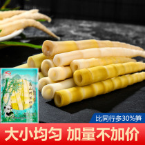 Fresh small bamboo shoots wild water bamboo shoots antlers peak now dug bagged spring bamboo shoots hot pot spicy hot hot tender bamboo shoots
