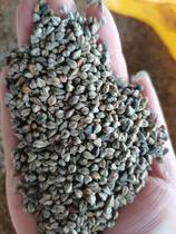 Shelled tartary buckwheat gray tartary buckwheat hamster pigeon feed beat 1 piece = 1 catty