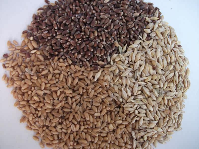 新小麦 大麦 黑小麦草种子 拍一件等于3斤