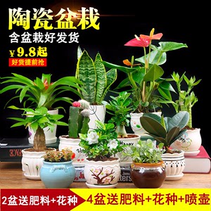 发财树室内绿植花卉绿萝...