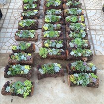 Succulent plant wood flower pot imitation wood log dead wood original ecological creative tree stump root antiseptic wood personalized flower pot