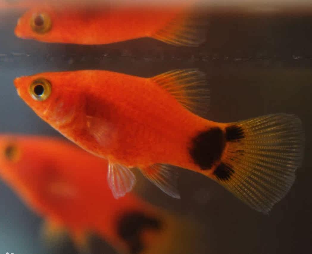 米奇鱼胎生鱼直接下小鱼新手鱼好养易活剑尾鱼小型鱼草缸群游活体