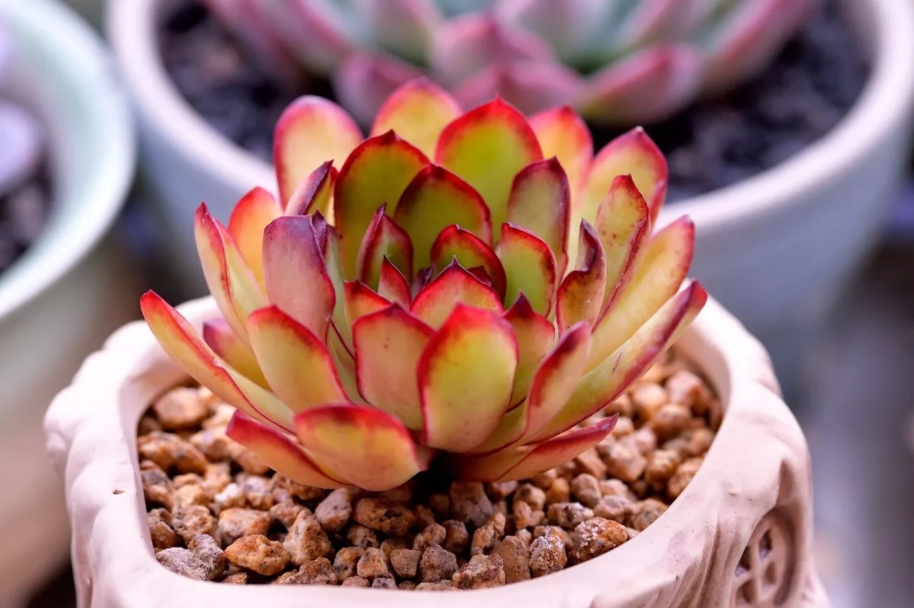 当养多肉不占天时地利, 那只能靠