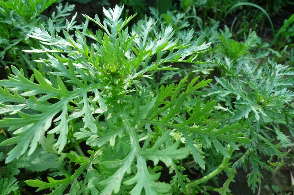 这几种野菜你没吃过,代表你不是农村人!