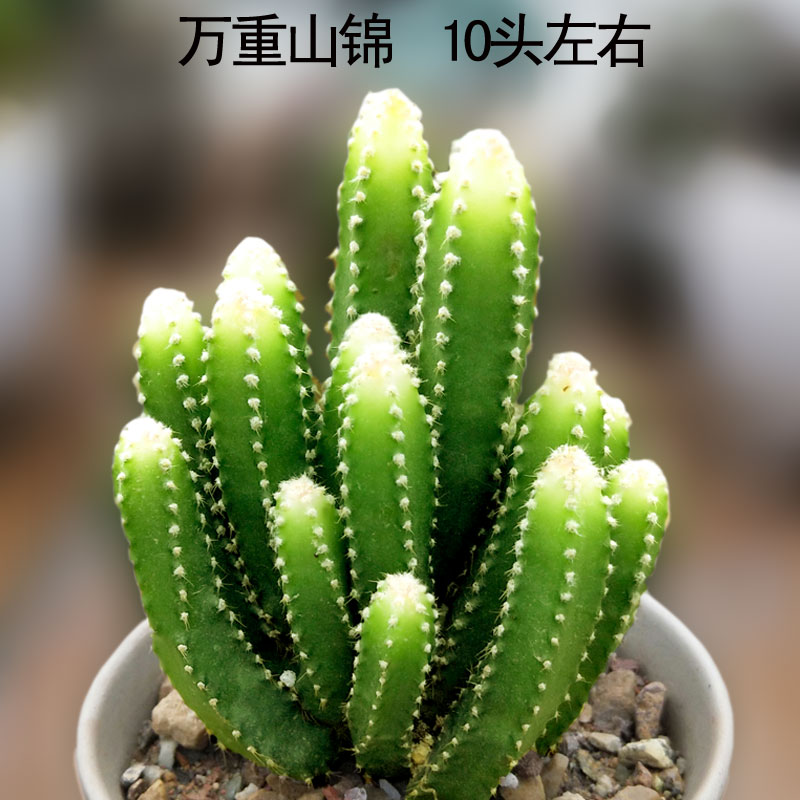 万重山 多肉植物万重山锦 好养的多肉 萌肉肉吸甲醛防辐射多肉_7折