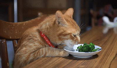 这只橘猫吃饭和睡觉的姿势,是偷学主人?