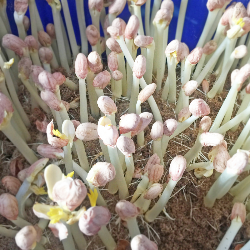 食惠美现摘脆嫩自种花生芽花生苗新鲜蔬菜250g无土栽培5件包邮