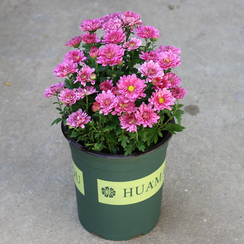 菊花苗粉色紫色千头菊多头菊庭院阳台盆栽植物带花苞带土发货包邮_不