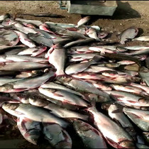 High quality white wire 1 5 meters 2 meters 3 meters high 100 meters long New fishing net fish net sticky net Three-layer fishing wire mesh floating net