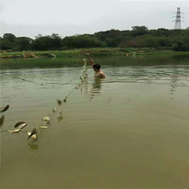 Boat brand white wire 1 5 meters 2 meters 3 meters high 100 meters long New fishing net fish net sticky net Three-layer fishing wire mesh submerged net