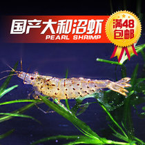 Domestic and marsh shrimp living pearl shrimp Shrimp Shrimps Ornamental Shrimp Fish Tank Water Grass cylinders Algae Black Shell Tool Shrimp