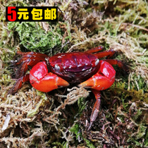 Comic-like crab-watching crab living freshwater crab living pet Desktop pet crab climbing and pinning the crab