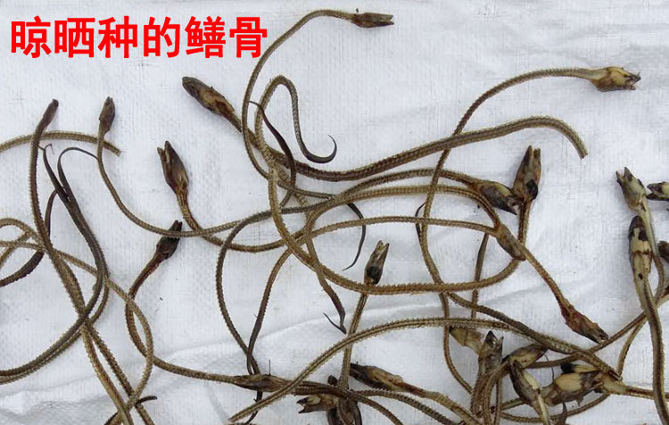 包邮洪泽湖晒干野生黄鳝骨头新鲜长鱼骨头晒干鳝鱼骨300g 可磨粉