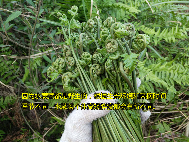 野生新鲜水蕨菜拳头菜如意菜天然无污染野菜猫爪菜龙头菜
