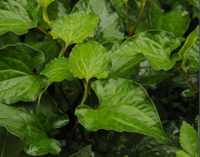 鱼腥草 狗心草 折耳根 狗点耳 野生蔬菜 中药材500g 多省包邮