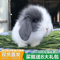 Pet Rabbit living things Dutch long hair covets Dwarf Mini Mini Tea Cup White Rabbit Lid Face Cat Cat Living Good