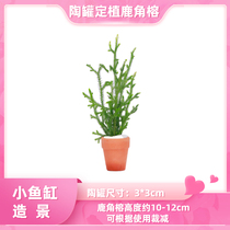 Fish tank grass tank aquarium ecological tank bottle landscaping decoration living water plants antler banyan tree resistant to live lazy water plants