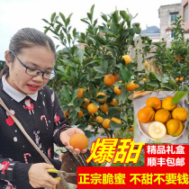 Guangxi Thaen Slip Leather Golden Tangerine When Season Fresh Pregnant Woman Fruits Crisp Golden Orange Gold Citrus Fruits December Fat