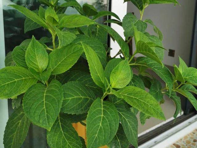 最受欢迎的耐阴花北窗台也能开爆盆