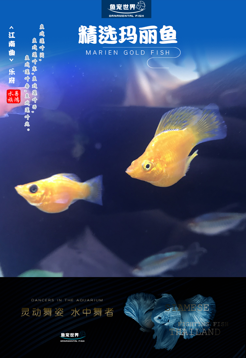 商品描述是否跨境出口专供货源否颜色3色混色玛丽鱼(2-3cm)3条,3色混