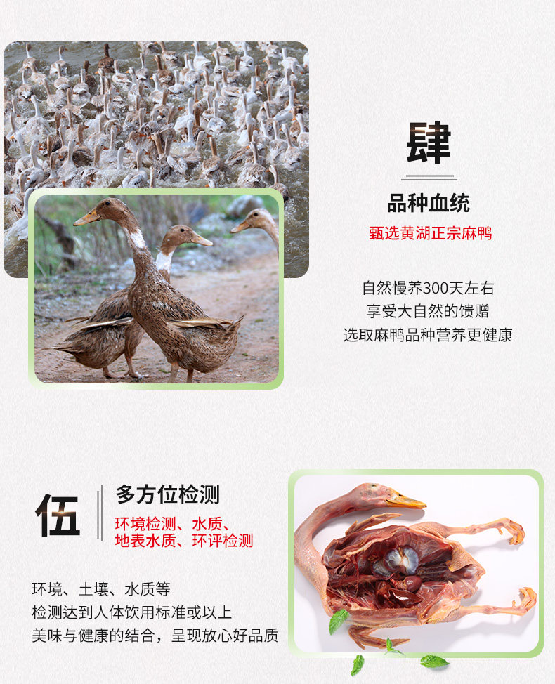 金蝉黄湖散养麻鸭2斤 大别山农家新鲜散养鸭子新鲜品质溯源土鸭详情