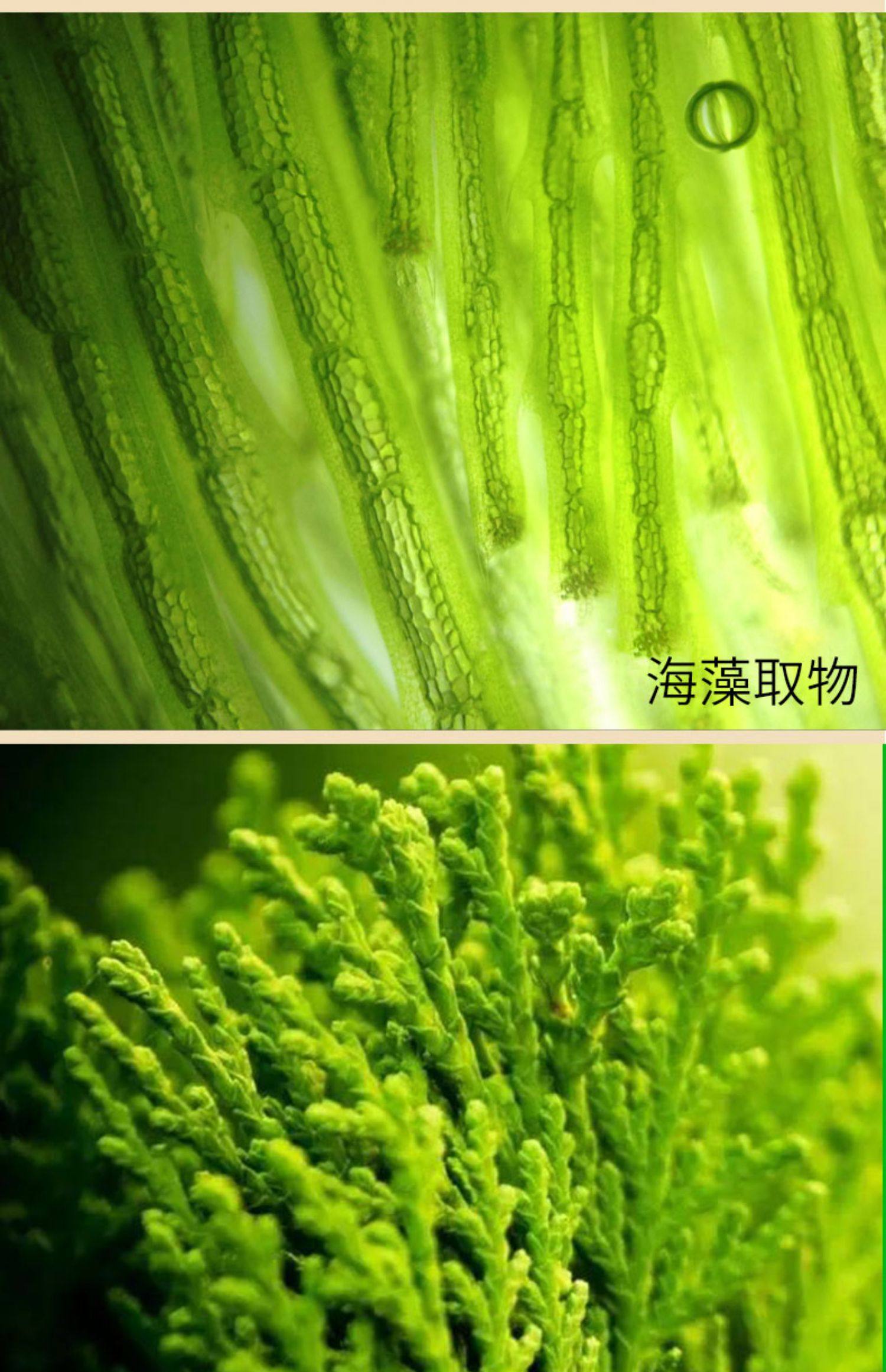 紫云妃海藻绿眼膜贴60片改善黑眼圈眼袋紧致补水淡化细纹正品男女