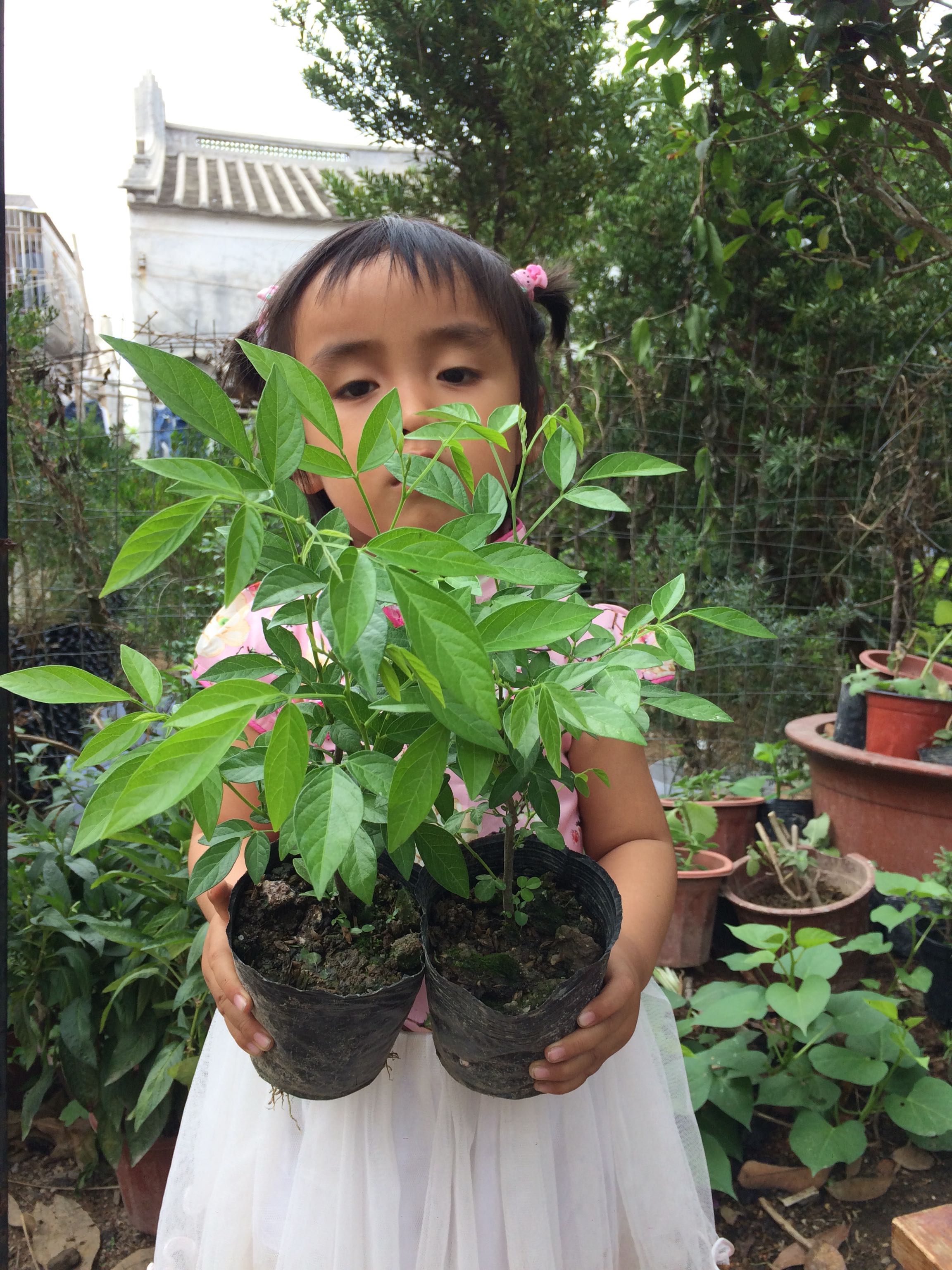 潮汕红花石榴花仙草抹草春草吉祥草阳台盆栽喜庆吉祥