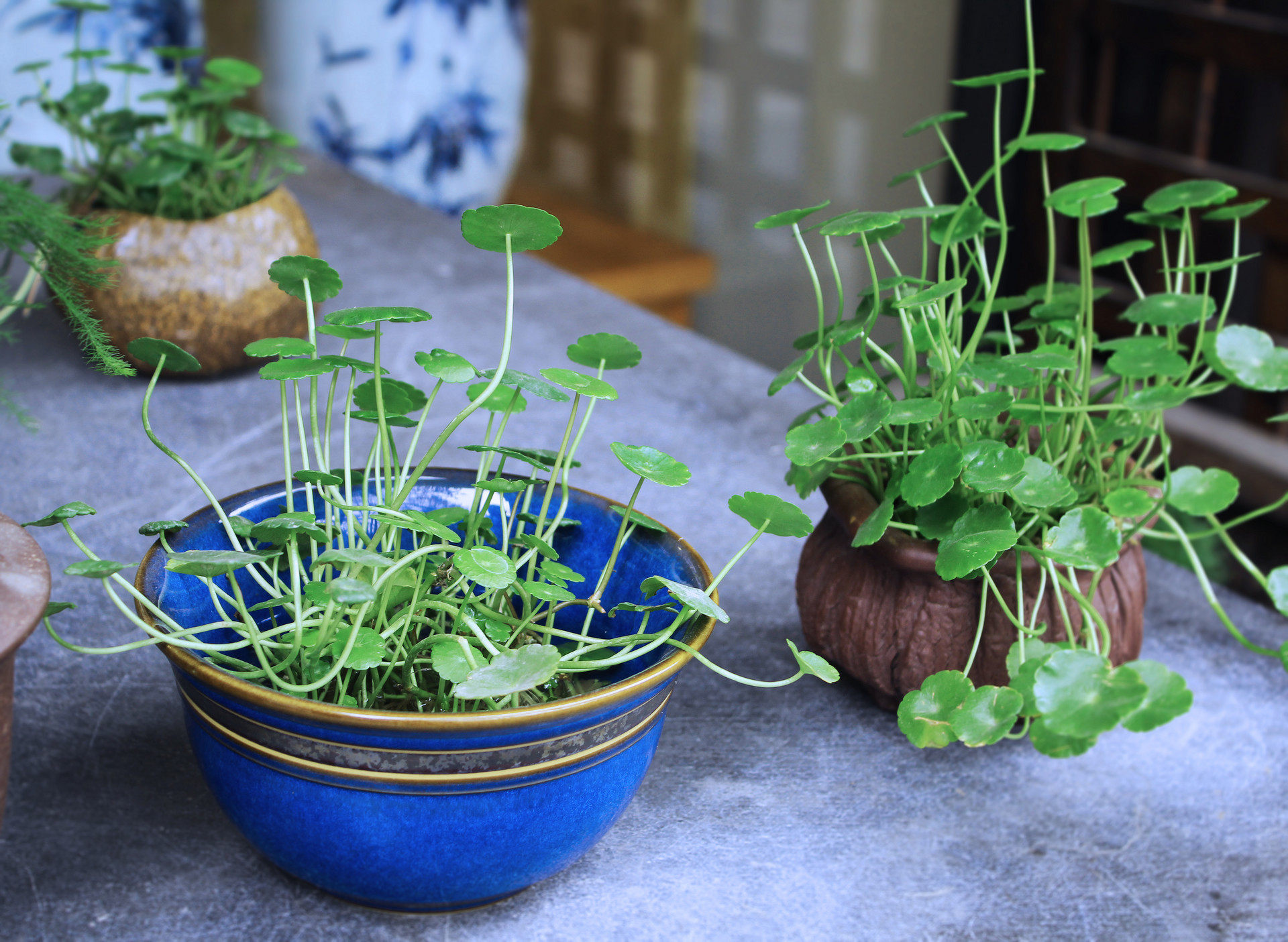 钱铜草这样养竟爆满花盆还绿油油