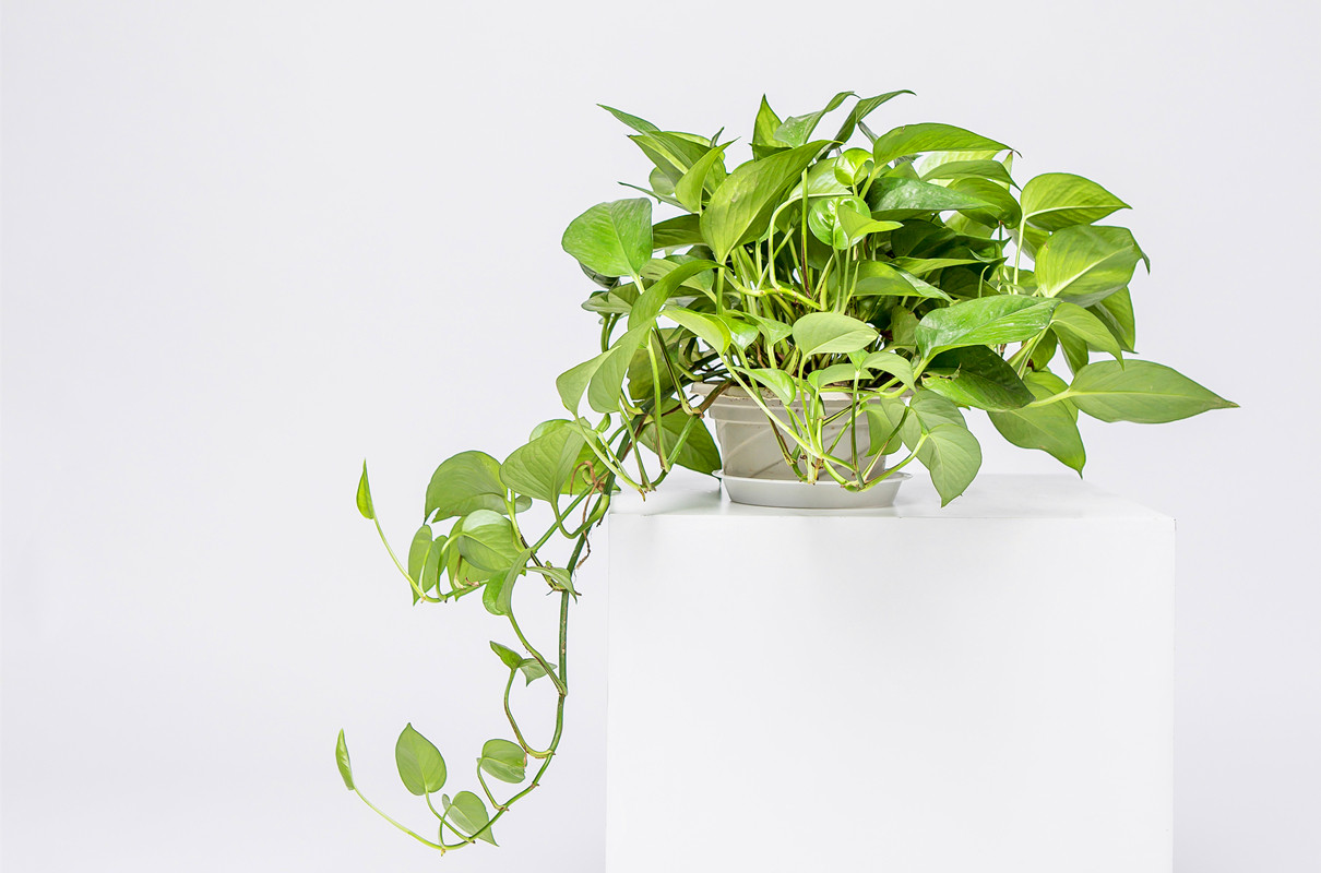 绿萝用绳子扯一扯来1料疯长猛爬墙