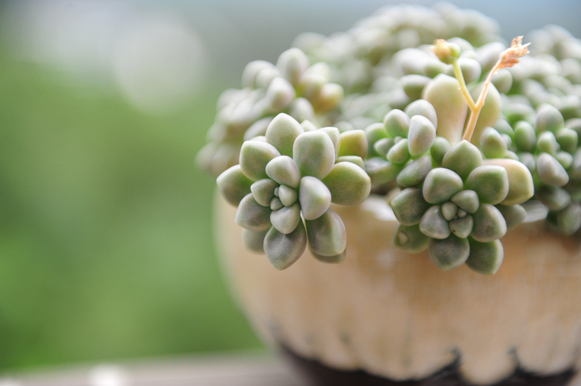 双12买多肉绿植,怎么选择好的店铺!