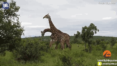 搞错没有?两只长颈鹿打架,莫名有点想笑