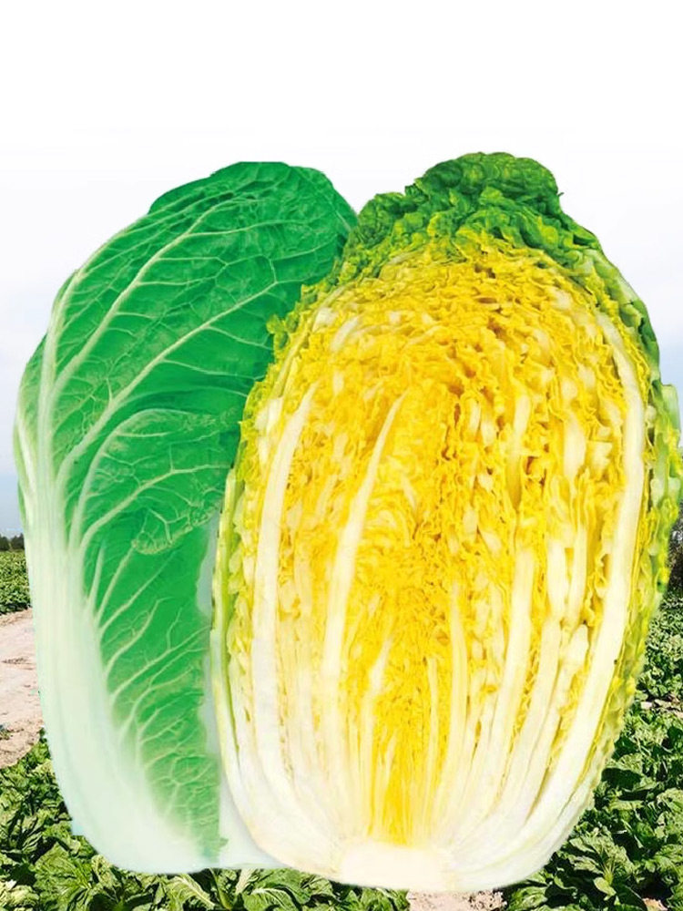 黄心大白菜种子种籽孑子东北秋冬秋后菜种山东胶州白莱籽种仔蔬菜