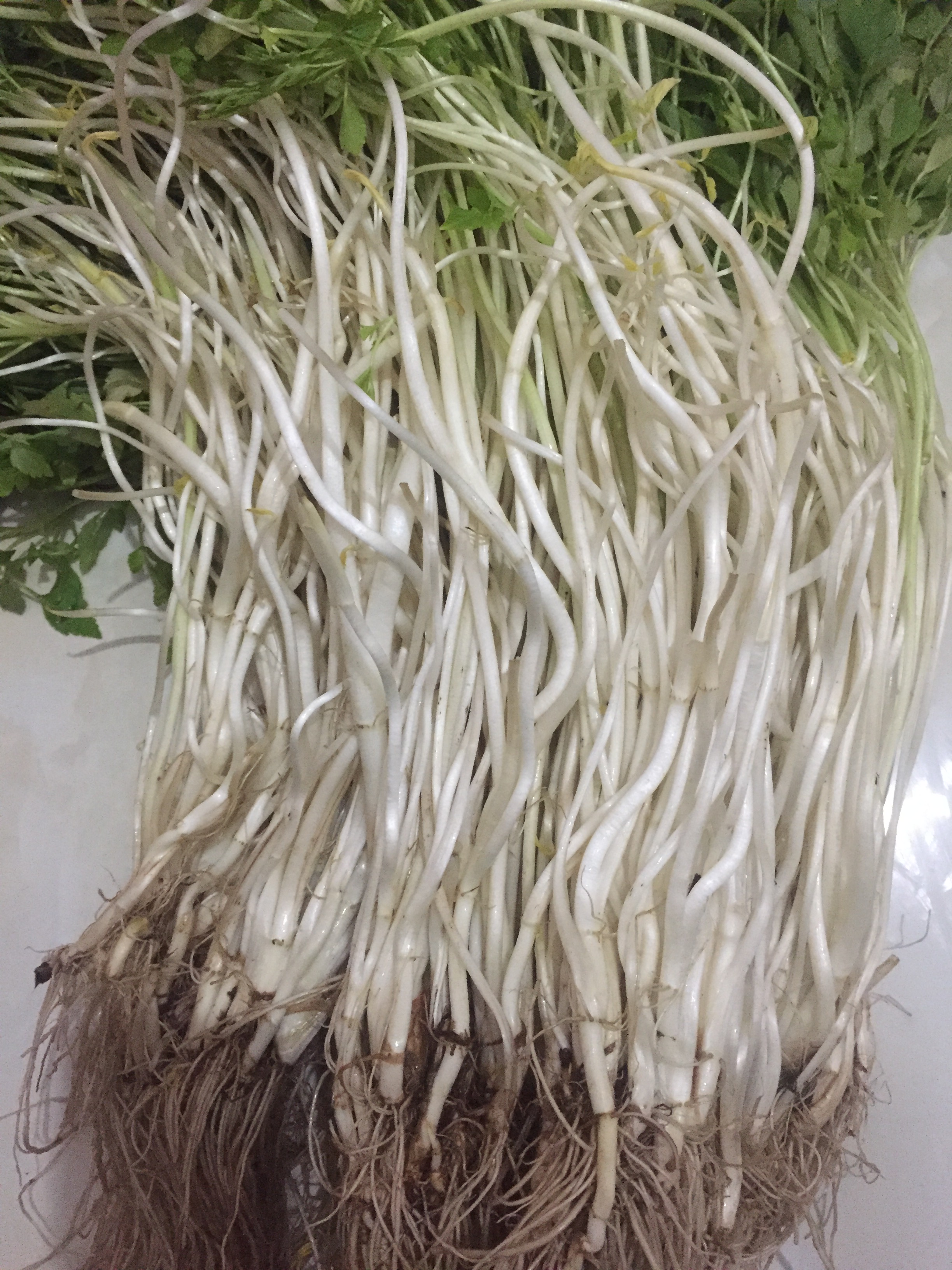 安庆特产芹菜芽绿色蔬菜水芹菜白芹菜芽1500克包邮农家自种