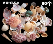 Stiletto Shell Sea Snail Handmade Diy Decoration Kindergarten Natural Shell Sea Snail Stiletto material Package 80 clothes