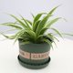 Phnom Penh hanging orchid potted office decoration hanging green plants home except formaldehyde indoor silver edge gardening package promotion Phnom Penh hanging orchid potted office decoration hanging green plants home except formaldehyde indoor silver edge gardening package promotion
